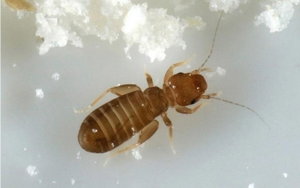 책벌레 먼지를 쉽게 제거하는 경제적인 팁