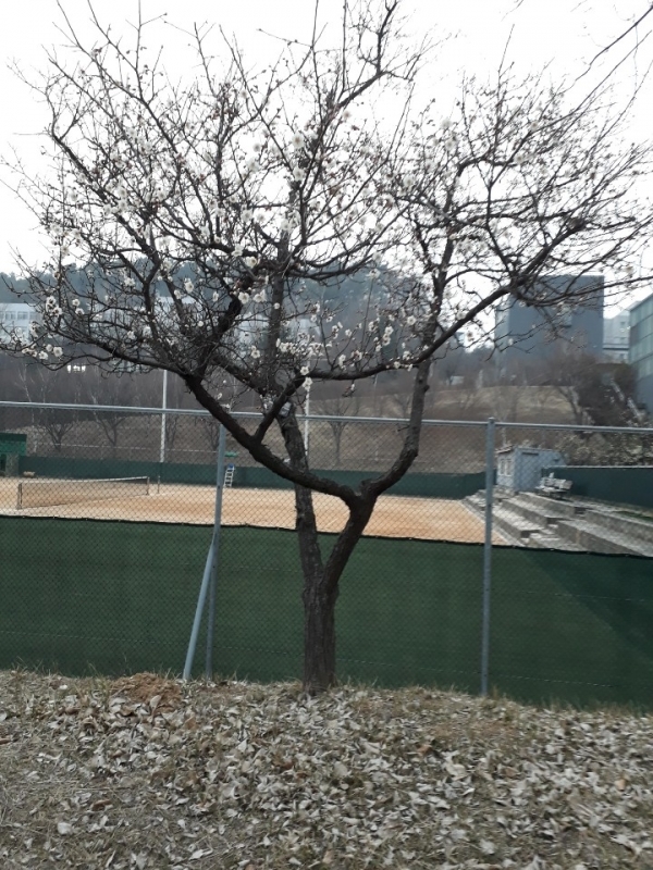 대전대학교 동문 앞에 핀 봄의 전도사 벚꽃