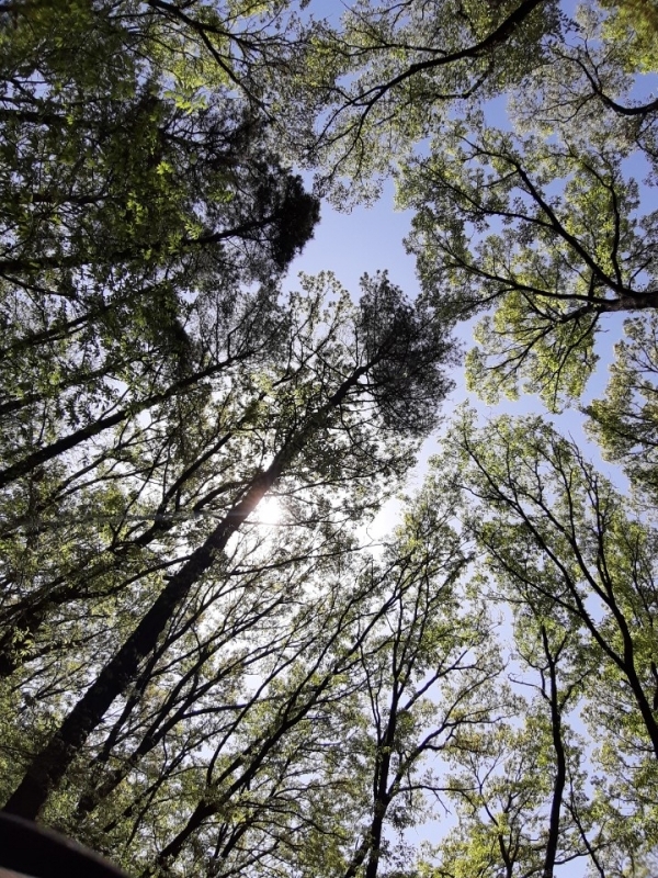 우암사적공원 내에 웅장하께 기상을 뽐내는 하트모양의 아름드리 나무