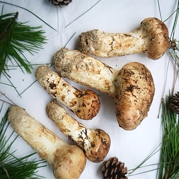 대구 팔공산에서 9월 5일 소량 채취한 자연산 송이버섯으로 팔공산 마사토 토질에서 자라 하얀색을 많이 띄고 있다.