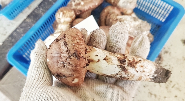 대구 팔공산 자연산 송이버섯