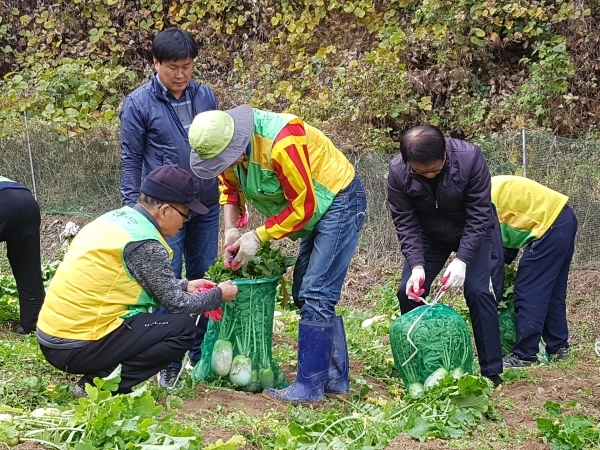 대전나눔텃밭상록봉사단이 공단 텃밭(갈마동 소재)에서 지역내 복지시설에 전달할 ‘무’를 직접 수확하고 있다.