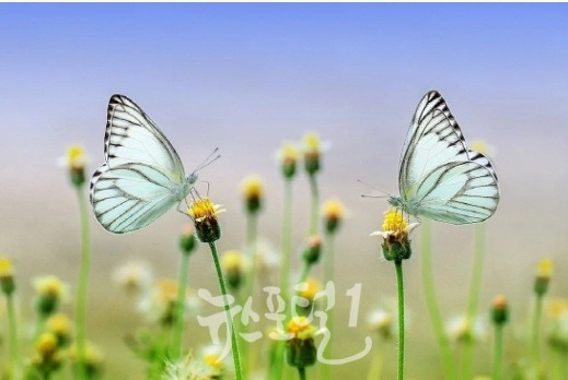 나비를 관찰하면 날씨가 보이듯 대망회의 벗들은 서로를 보며 우정과 희망을 나눈다