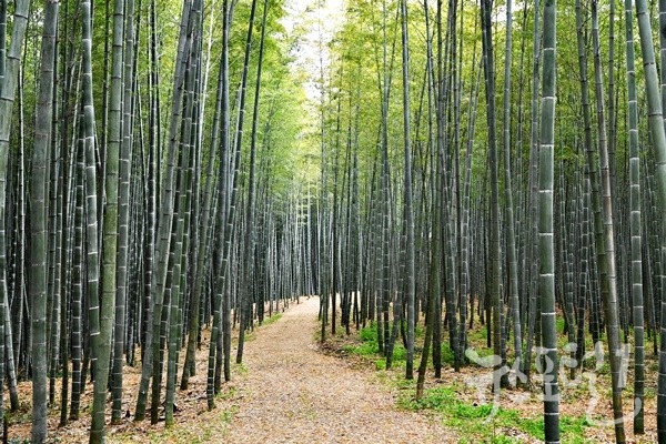 대나무품목으로는 세계 최초로 중요농업유산으로 지정된 담양대나무"만성리대나무숲"전경