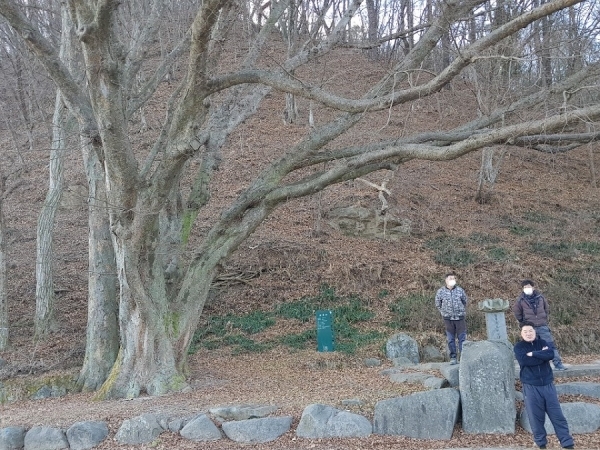 칡줄을 걸어 꼬는 300여년된 당산나무
