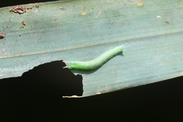 조릿대 잎을 먹고 있는 먹그늘나비 애벌레, 무등산.
