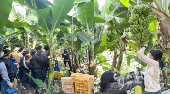 발달장애청소년 가족 힐링 나들이 바나나 농장체험