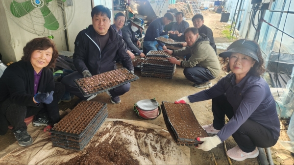 소이면 주민자치회, 도농교류 행사 위한 옥수수 포터 작업(사진 음성군청 제공)
