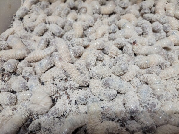   송화버섯 가루를 먹이는 장면  (흰색 가루 송화버섯 분말)