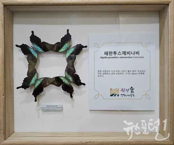 부평구, 인천나비공원서 ‘세계 곤충 표본 전시회’ 개최 2