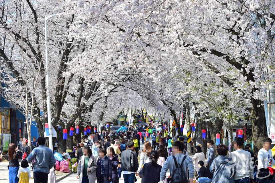 벚꽃축제 사진2