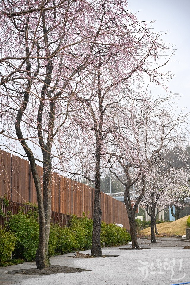 수양벚나무