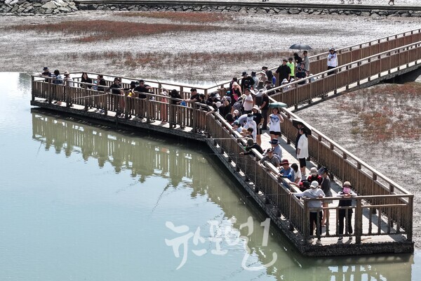 제11회 무안황토갯벌축제 중 운저리 낚시대회 모습. (사진 제공 : 무안군)